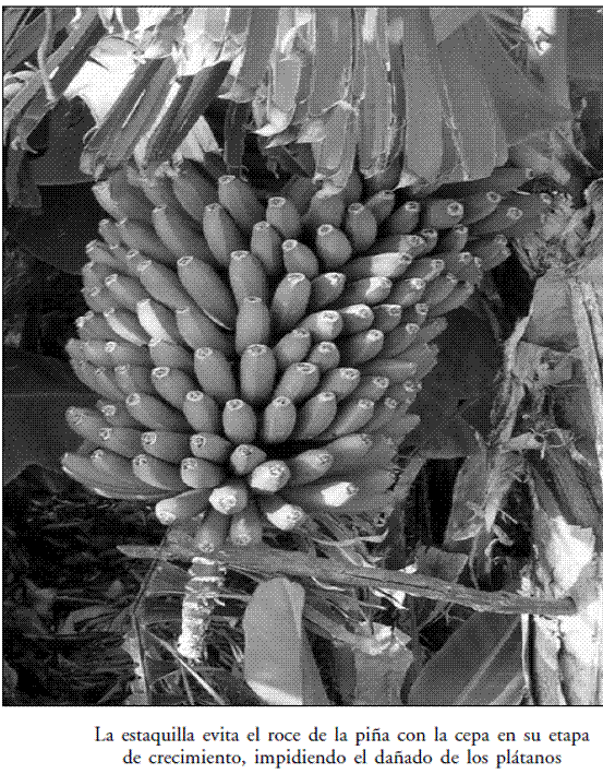 Sivilcutura Palmera